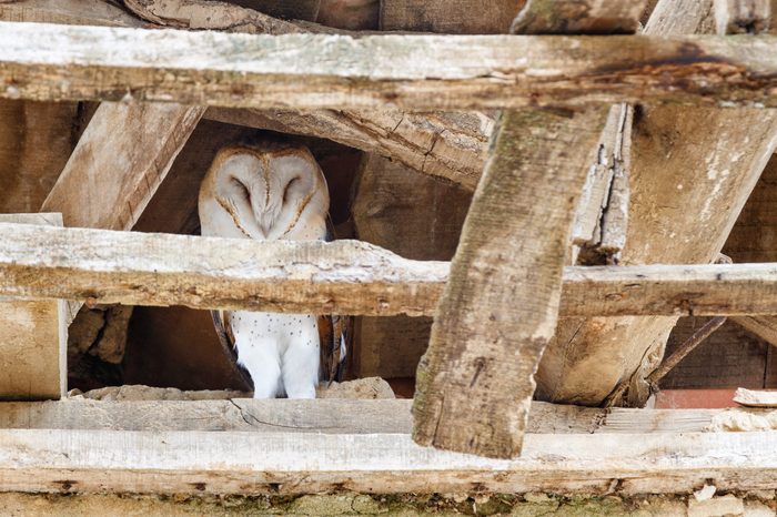 Barn Owl. Tyto alba.