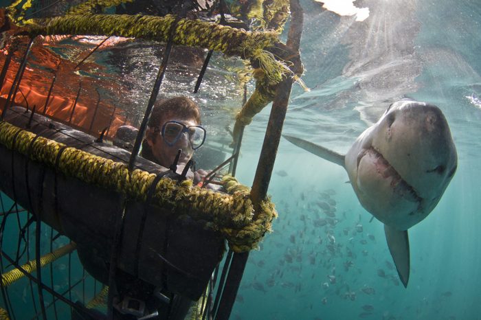 A great white shark passing a person in a dive cage underwater