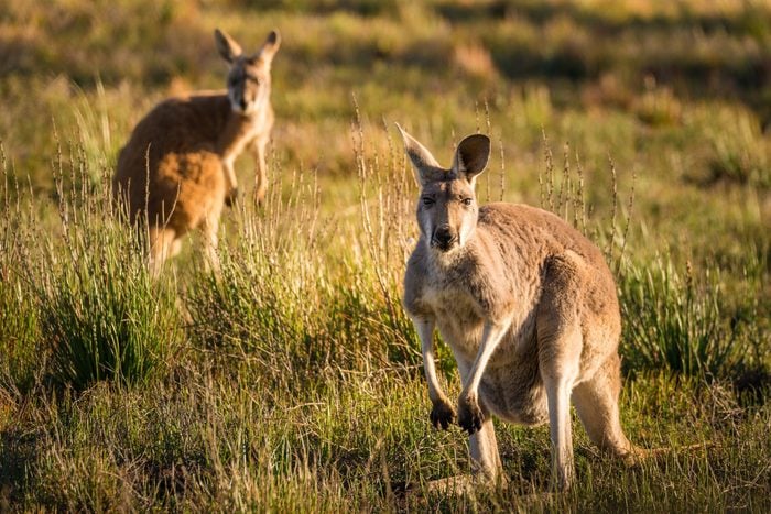Two kangaroos in a field