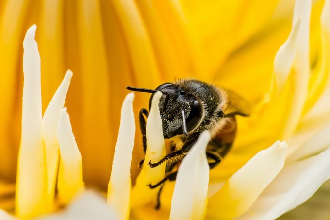 Macro Shot, Image of bee or honeybee on the yellow lotus pollen.