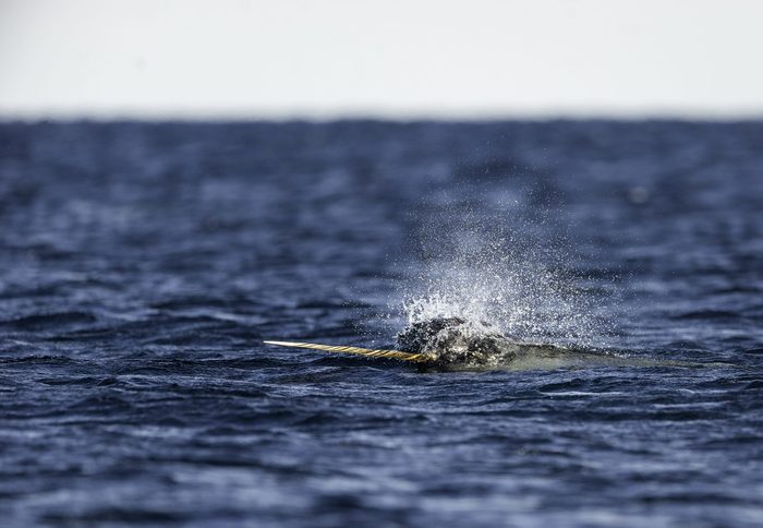Male narwhal feeding on small bait fish on the surface, Admiralty Inlet, Baffin Island, Canada.