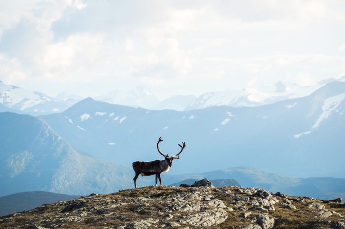 Big reindeer with antlers in the foreground of a scenic mountain view in the Norwegian highlands