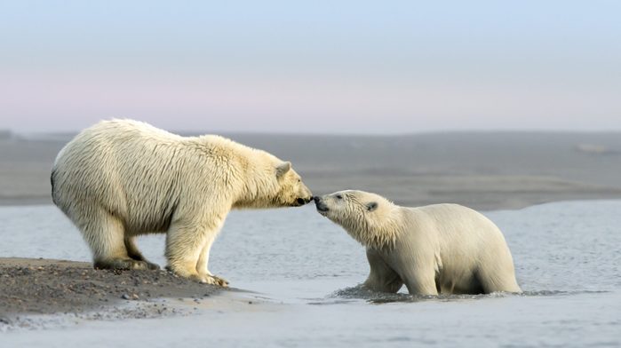 Mother Polar Bear and her cub rub noses near the village of Kaktovik in the Beaufort Sea off the north coast of Alaska. Polar Bears gather here in large numbers every fall.
