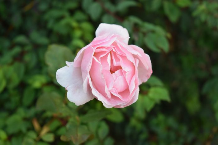 Pink rose on a rosebush 
