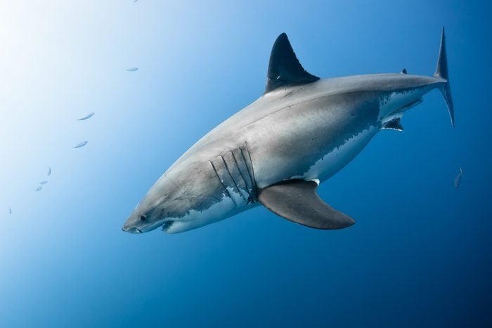 Great white shark - Carcharodon carcharias, in pacific ocean near the coast of Guadalupe Island - Mexico.