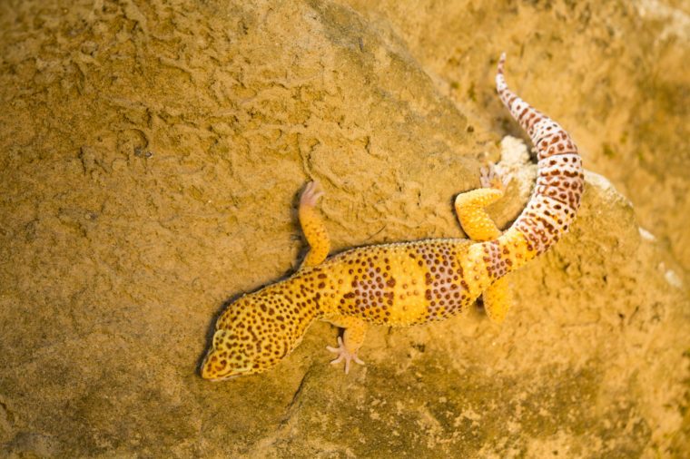 Common Leopard Gecko