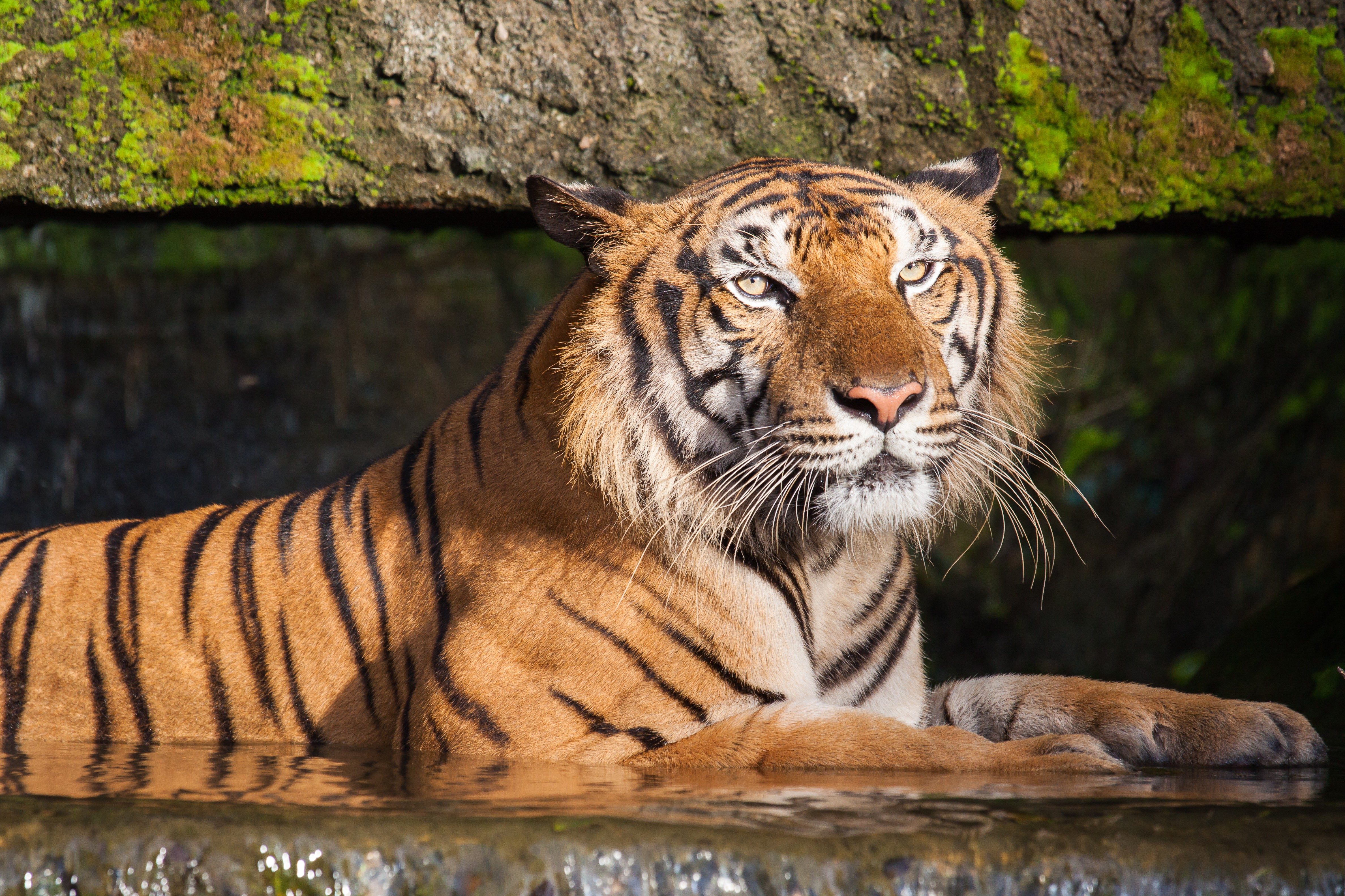 The Most Endangered Tigers in the World | Reader's Digest