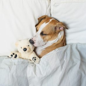 sleeping dog tucked in bed with teddy bear