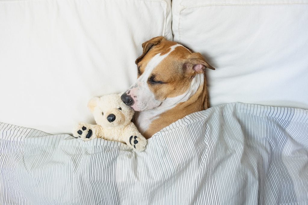 sleeping dog tucked in bed with teddy bear