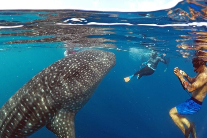 Close encounter with a giant Whale Shark