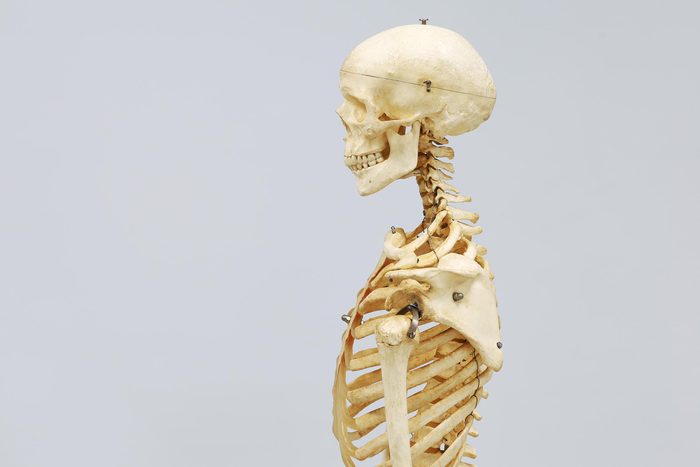 biology skeleton