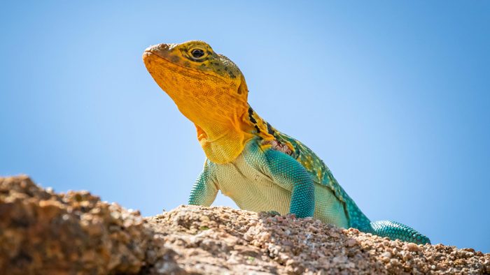 A colorful male Collared Lizard