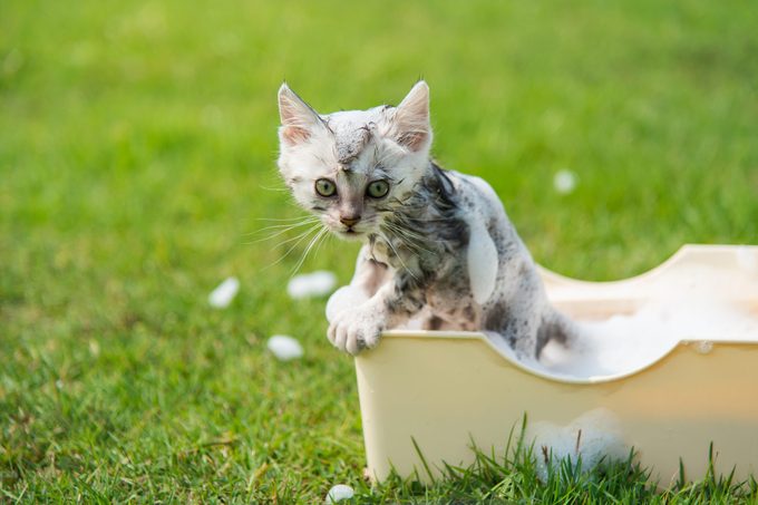 Cute tabby kitten taking a bath in the garden