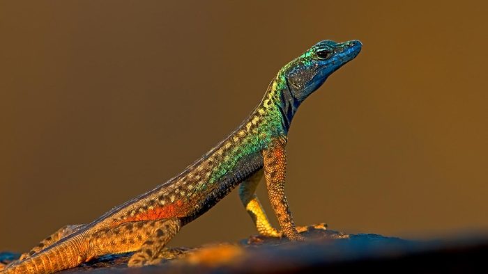 Flat Lizard, Augrabies National Park, South Africa