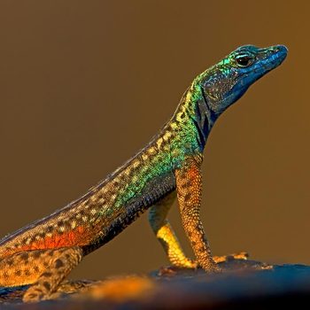 Flat Lizard, Augrabies National Park, South Africa