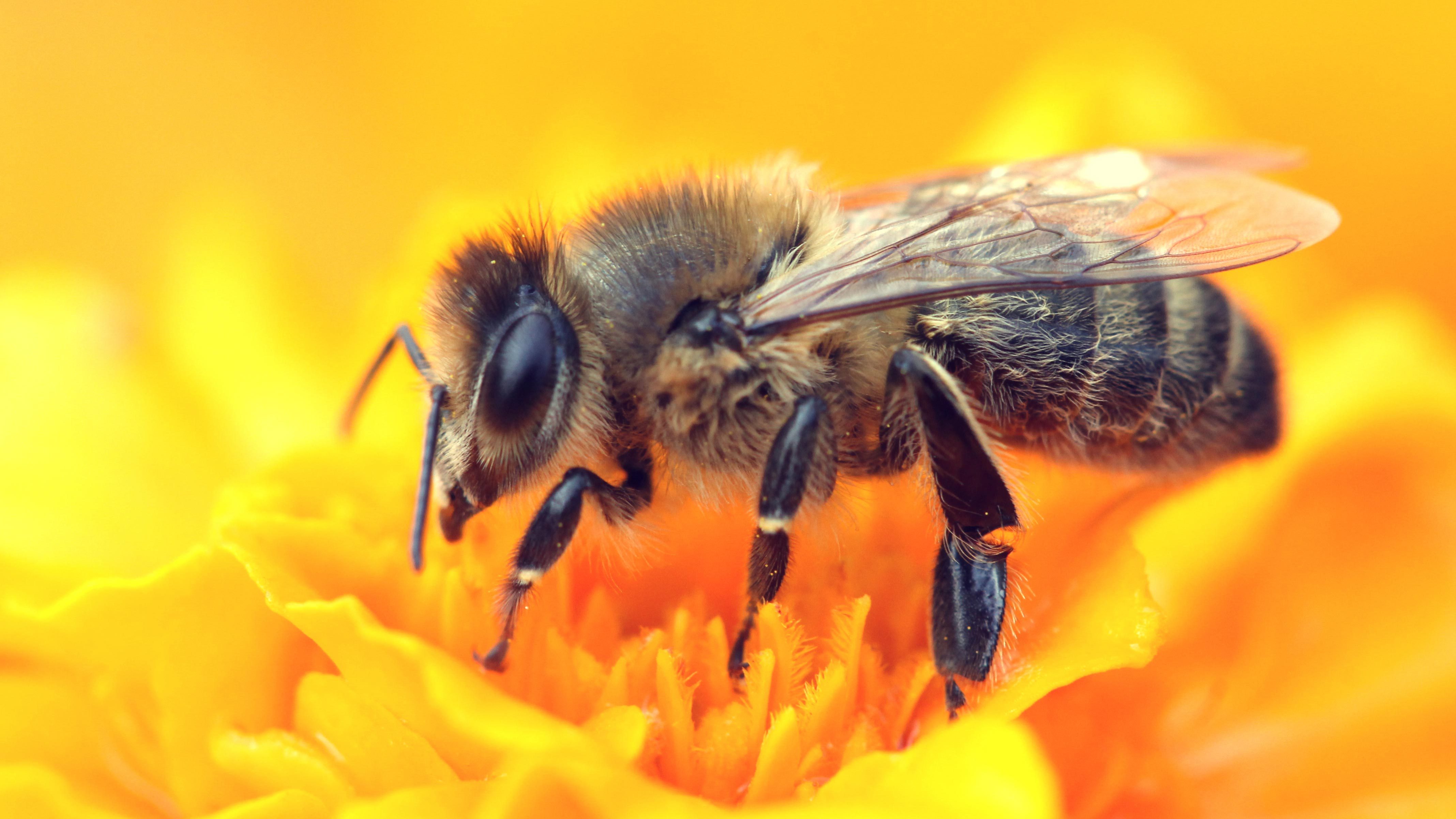 How We Can Help Honeybees Every Day | Reader's Digest