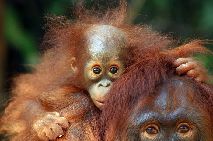 orangutan indonesia