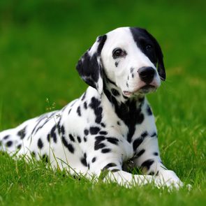 Adorable dalmatian dog outdoors in summer