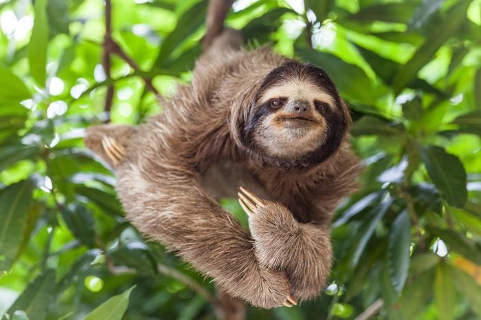 The sloth on the tree