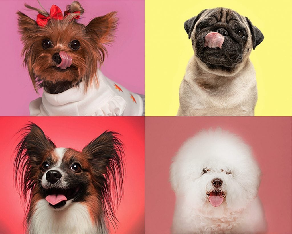 well behaved small dog breeds