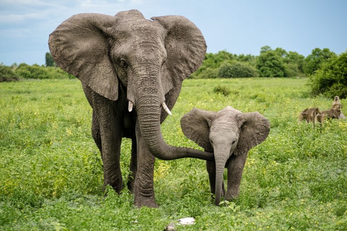 wild elephants, mother and son
