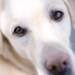 A portrait of a young yellow Labrador retriever