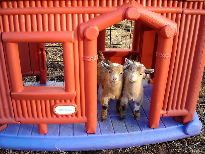 two small goats in the doorway of a plastic play house
