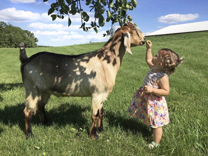 a young girl feeding a goat in a field on a sunny day