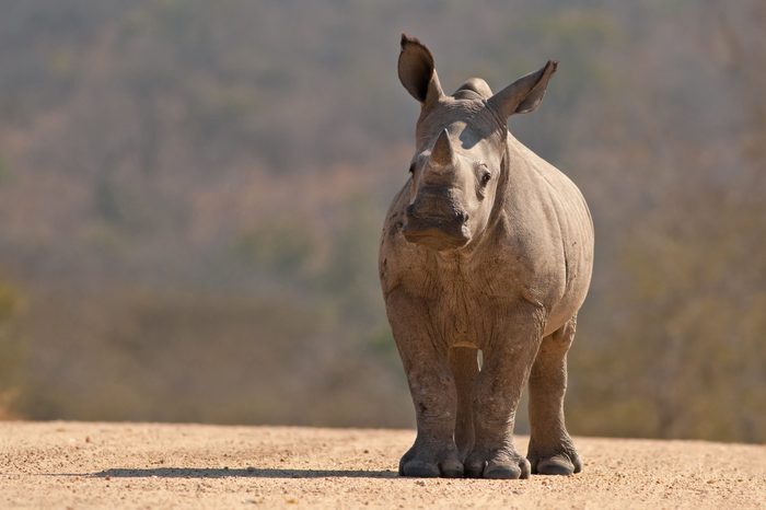 A White Rhinoceros calf in Kruger National Park, South Africa
