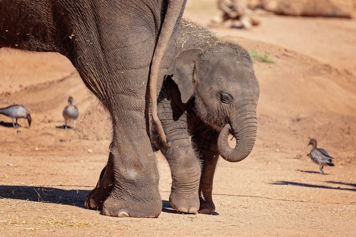 A baby elephant hiding behind its mothers hind legs