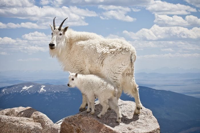 A pair of mountain goats stand proudly, high in the rocky mountains