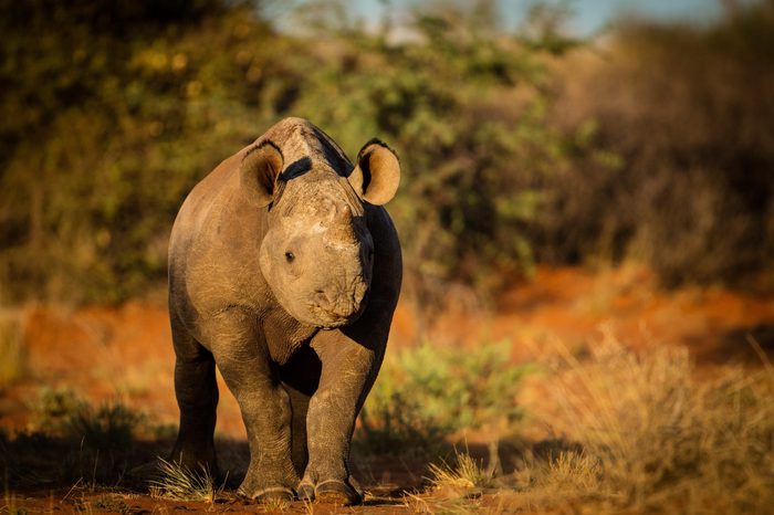 A sub adult black rhino in the Kalahari
