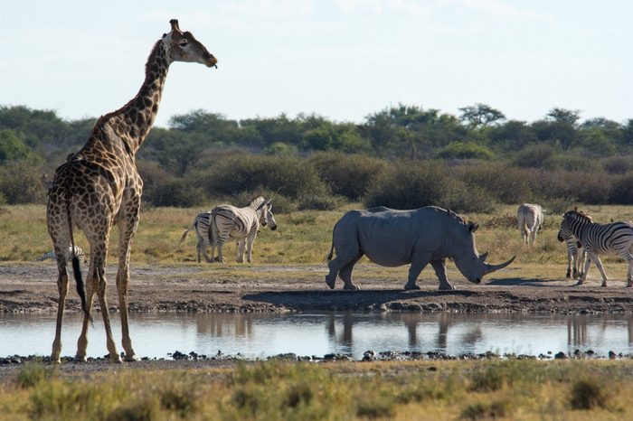 A variety of animals, including a Giraffe, White Rhino and Plains Zebra, congregate around a small waterhole in the Khama Rhino Sanctuary in central Botswana 