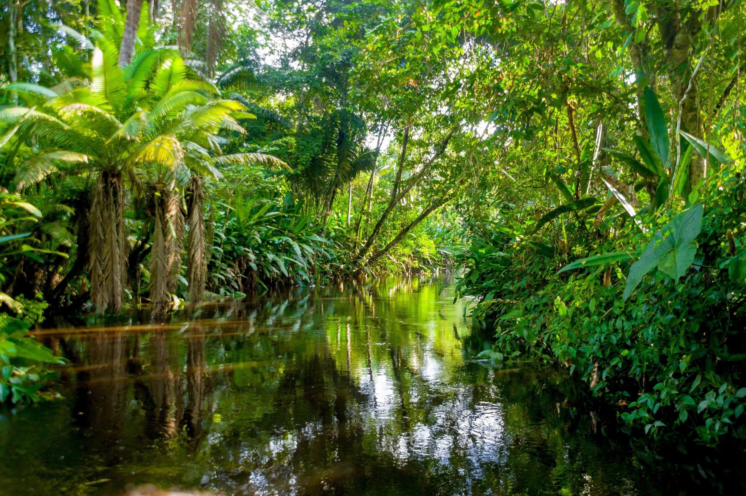 What Could Happen if the Rainforest Disappeared | Reader's Digest