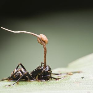 Ant with Cordyceps