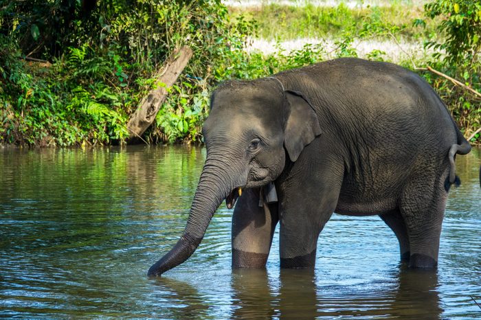 Asian elephant in river in Thailand 