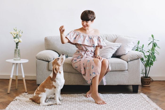 Attractive smiling girl wears retro dress posing in room decorated with vase and plant. Indoor portrait of amazing woman playing with beagle dog while it waits for food.