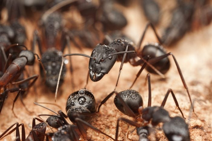 Big carpenter ants inside the nest, ant workers in colony, Morocco