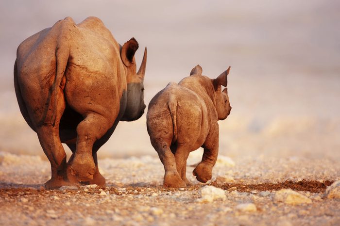 Black Rhinoceros cow and calf walking away in Etosha desert