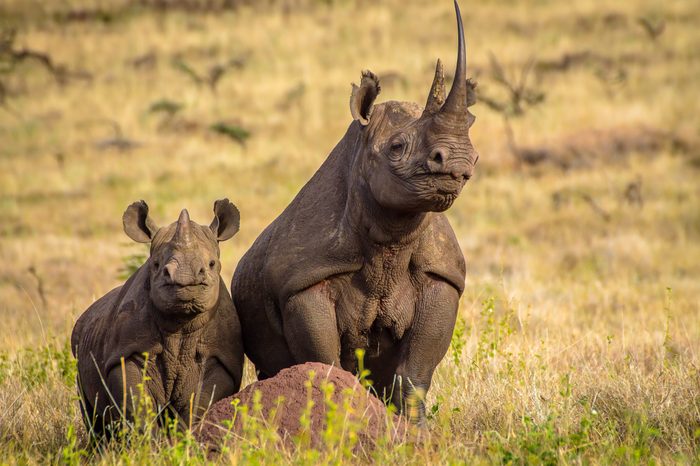 Black White Rhino Mum with Baby Rhino on top of termite hill
