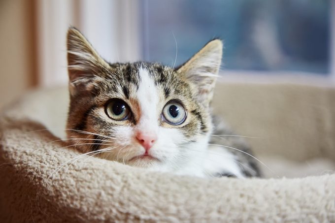 Brown and white tabby kitten sitting in a cat bed and looks scared
