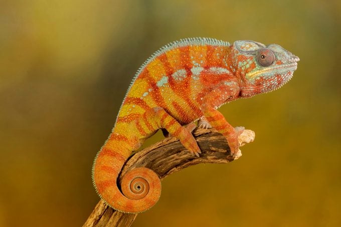 Chameleon red and orange on a studio background 