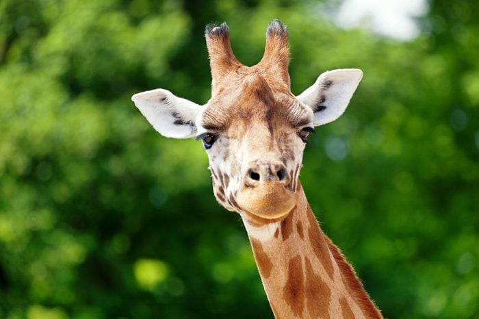 Close-up of a cute giraffe in front of some green trees, looking at the camera as if to say You looking at me? With space for text.