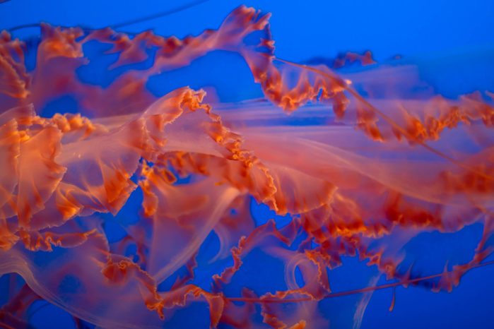 Close-up of jellyfish tentacles in an aquarium