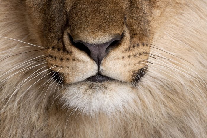Close-up of lion's nose and whiskers, Panthera leo, 9 months old