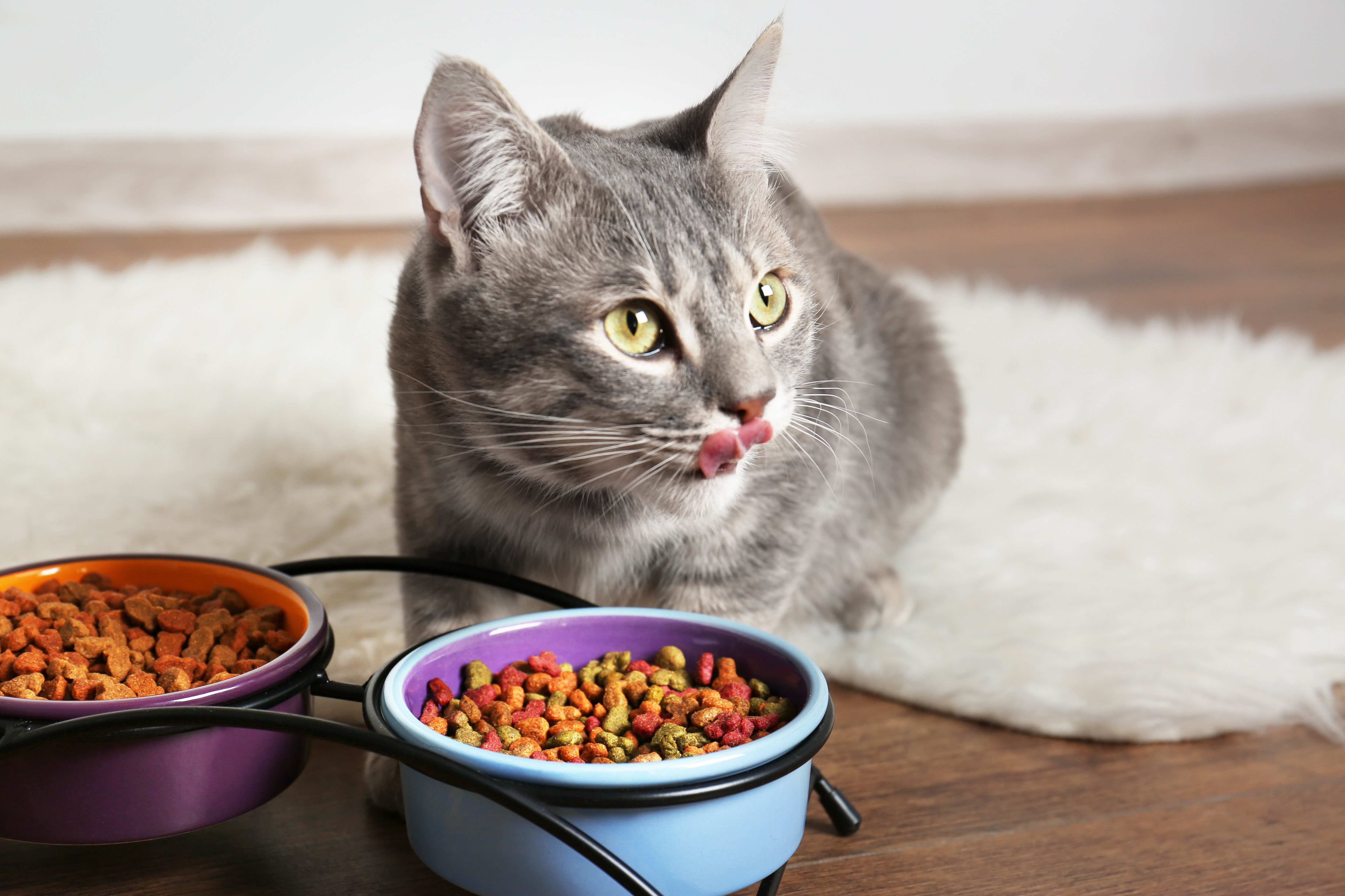 Best Dry Foods for Cats, According to