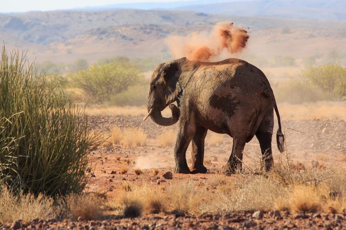 Desert elephant taking a dust bath (Namibia/Africa)