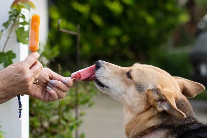 Dog licking popsicle