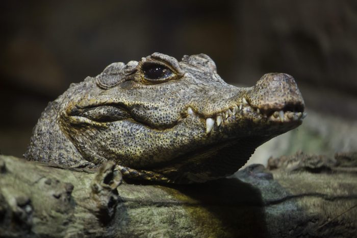 Dwarf crocodile (Osteolaemus tetraspis), also known as the African dwarf crocodile.