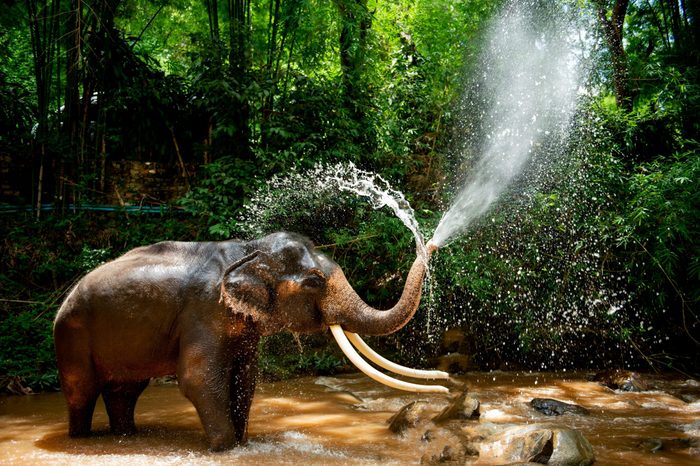 Elephants are spraying water